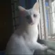 灰常记忆-猫咪呀