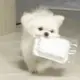 灰常记忆-魔法修狗