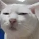 灰常记忆-猫主席