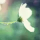 灰常记忆-子午